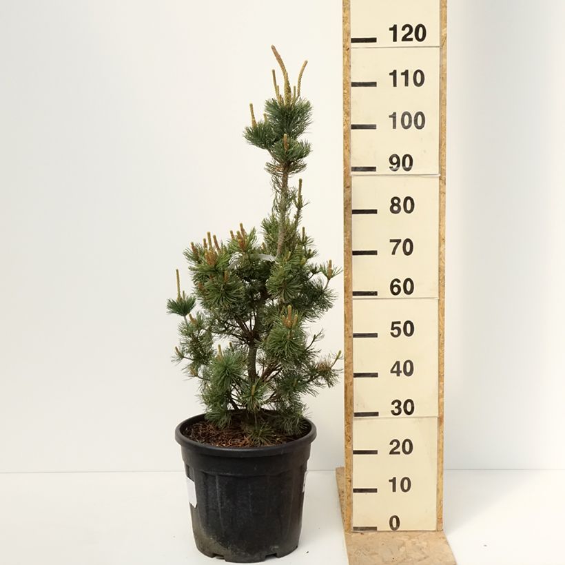 Exemplar von Pinus parviflora Iribune - Mädchen-Kiefer Topf mit 18L/20LGelieferte Höhe ca. 60/70cm wie im Frühjahr geliefert