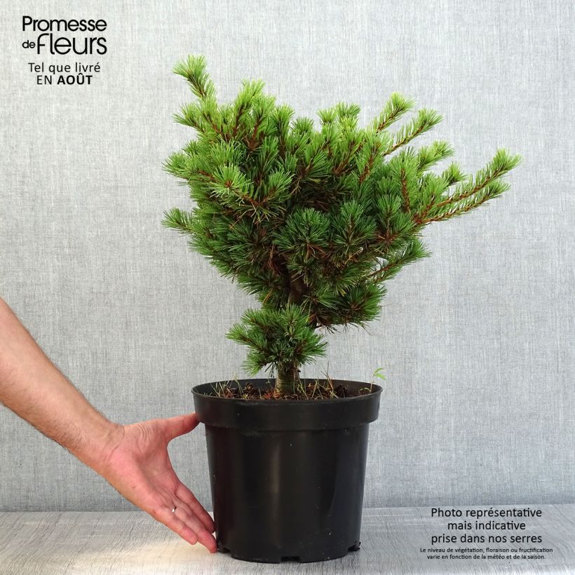 Exemplar von Pinus parviflora Kokuho - Mädchen-Kiefer Topf mit 7,5L/10L wie im Sommer geliefert