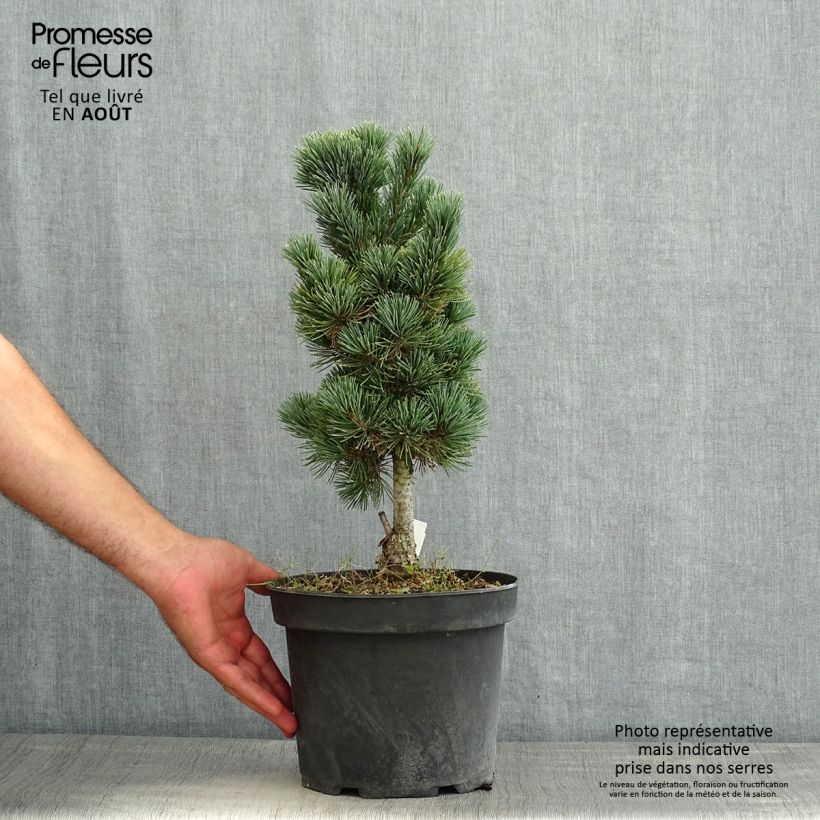 Exemplar von Pinus cembra Compacta Glauca - Zirbel-Kiefer Topf mit 4L/5L wie im Sommer geliefert