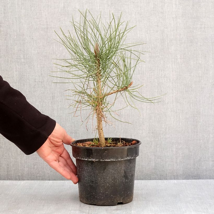 Exemplar von Pinus jeffreyi - Jeffrey-Kiefer Topf mit 3L/4L wie im Winter geliefert
