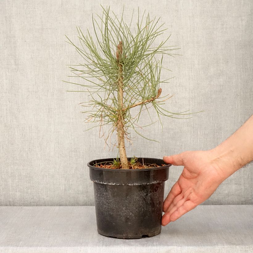 Exemplar von Pinus jeffreyi - Jeffrey-Kiefer Topf mit 3L/4LGelieferte Höhe ca. 30/40cm wie im Frühjahr geliefert