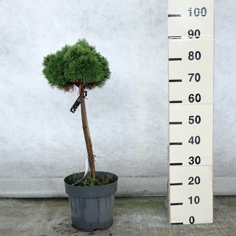 Exemplar von Pinus mugo Allgäu - Bergkiefer Topf mit 4L/5L wie im Sommer geliefert