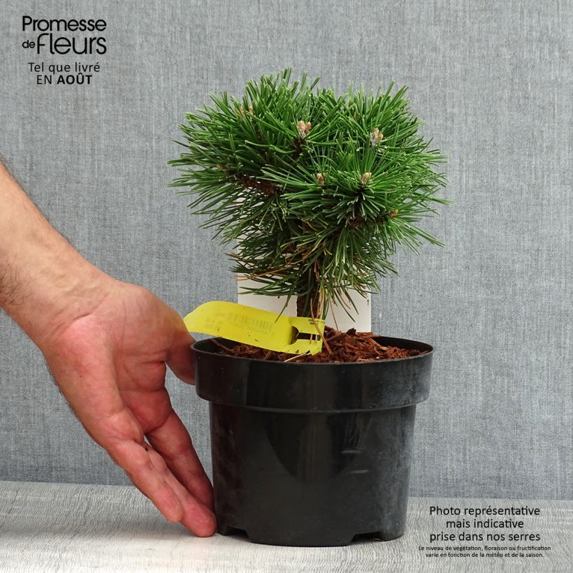 Exemplar von Pinus mugo Benjamin - Bergkiefer Topf mit 2L/3L wie im Sommer geliefert