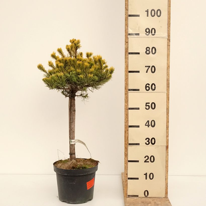 Exemplar von Pinus mugo Carstens Wintergold - Bergkiefer Topf mit 7,5L/10L wie im Winter geliefert
