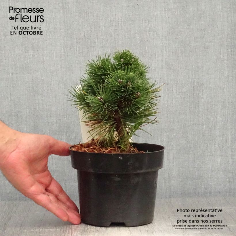 Exemplar von Pinus mugo Heideperle - Bergkiefer Topf mit 2L/3L wie im Herbst geliefert