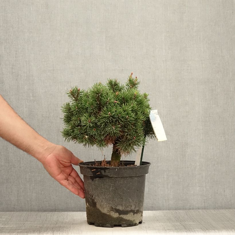 Exemplar von Pinus mugo Lilliput - Bergkiefer Topf mit 4L/5L wie im Sommer geliefert