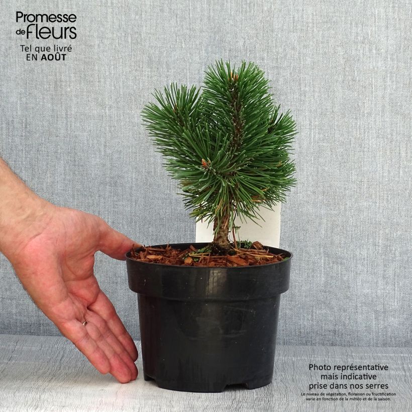 Exemplar von Pinus mugo Mumpitz - Bergkiefer Topf mit 2L/3L wie im Sommer geliefert