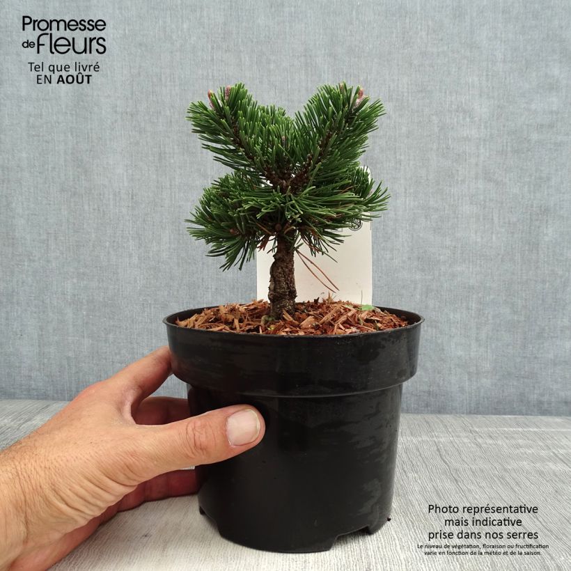 Exemplar von Pinus mugo Sherwood Compact - Bergkiefer Topf mit 2L/3L wie im Sommer geliefert