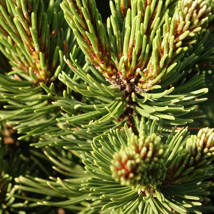 Pinus mugo Sherwood Compact - Bergkiefer (Laub)