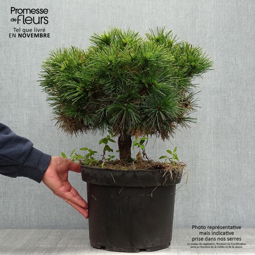 Exemplar von Pinus strobus Minuta - Weymouths-Kiefer Topf mit 7,5L/10L wie im Herbst geliefert