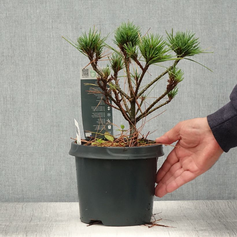 Exemplar von Pinus strobus Radiata - Weymouths-Kiefer Topf mit 3L/4L wie im Sommer geliefert