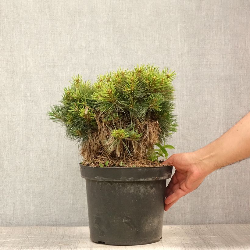 Exemplar von Pinus strobus Ontario - Weymouths-Kiefer Topf mit 7,5L/10L wie im Sommer geliefert