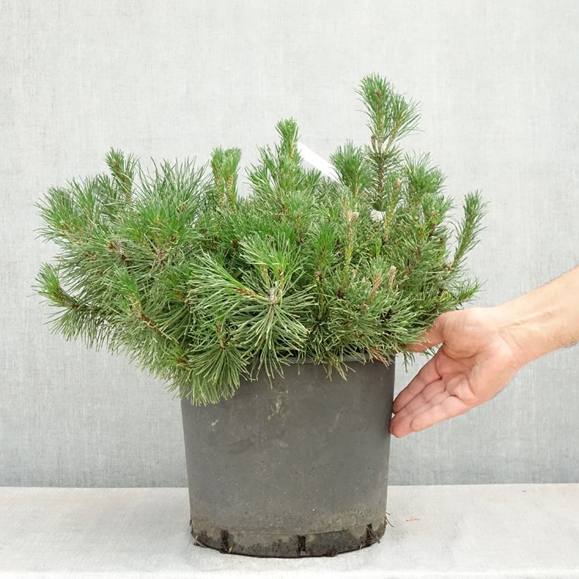 Exemplar von Pinus mugo mughus - Krummholz-Kiefer Topf mit 7,5L/10L wie im Frühjahr geliefert