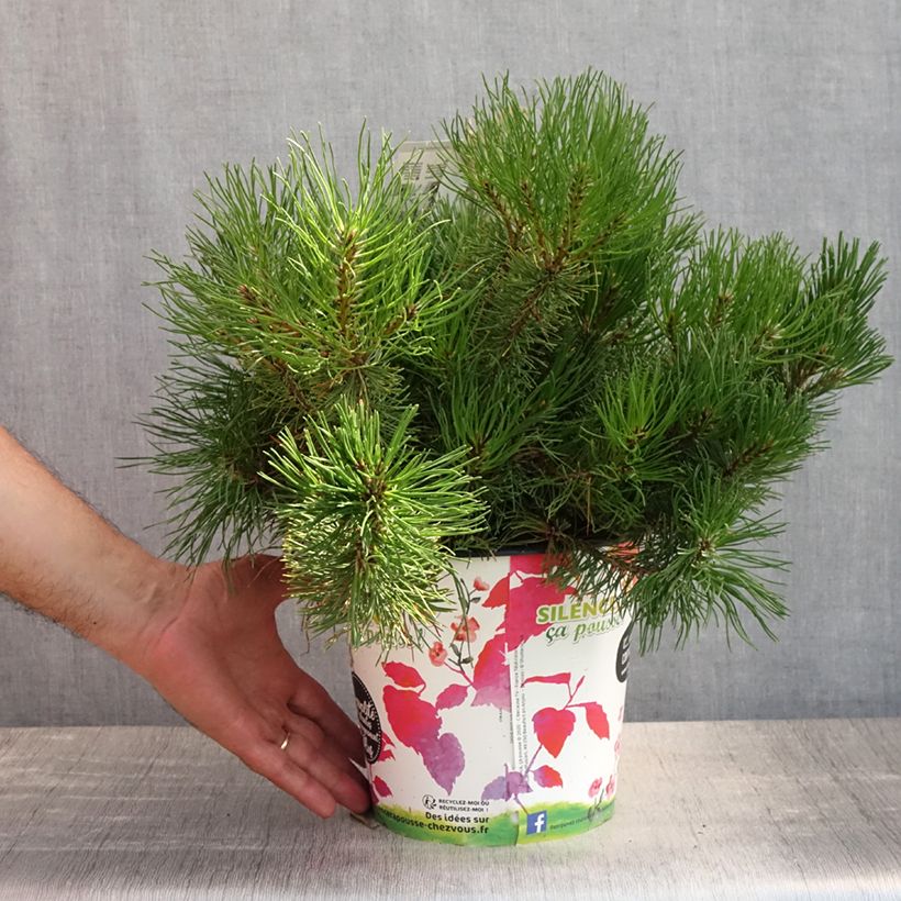 Exemplar von Pinus mugo mughus - Krummholz-Kiefer Topf mit 4L/5L wie im Sommer geliefert