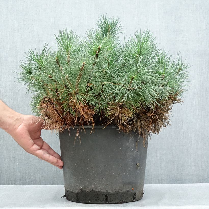 Exemplar von Pinus mugo mughus - Krummholz-Kiefer Topf mit 7,5L/10L wie im Sommer geliefert