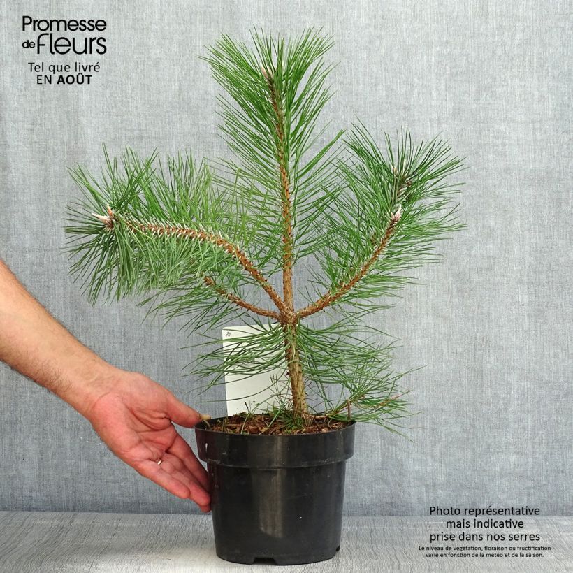 Exemplar von Pinus nigra nigra - Schwarzkiefer Topf mit 2L/3L wie im Sommer geliefert