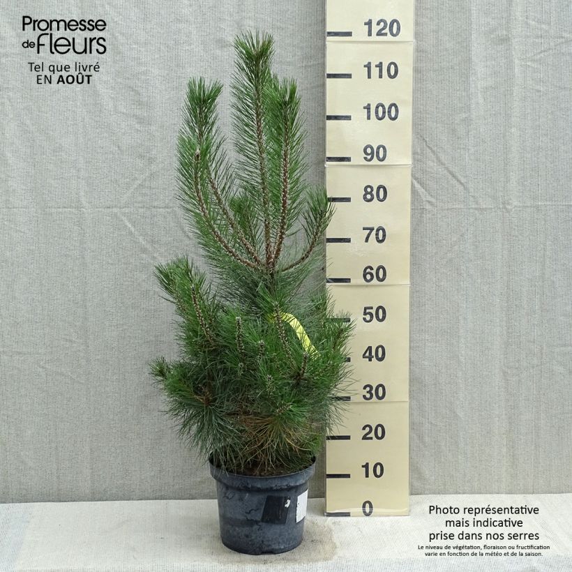 Exemplar von Pinus nigra nigra - Schwarzkiefer Topf mit 7,5L/10L wie im Sommer geliefert