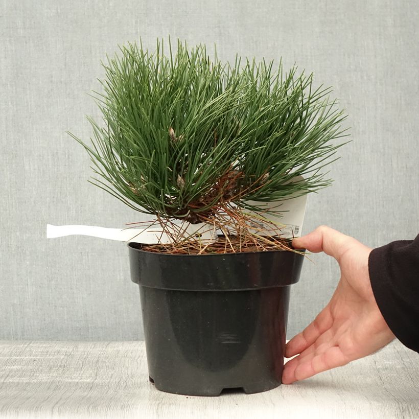 Exemplar von Pinus nigra 'Nana' - Schwarzkiefer Topf mit 2L/3L wie im Herbst geliefert