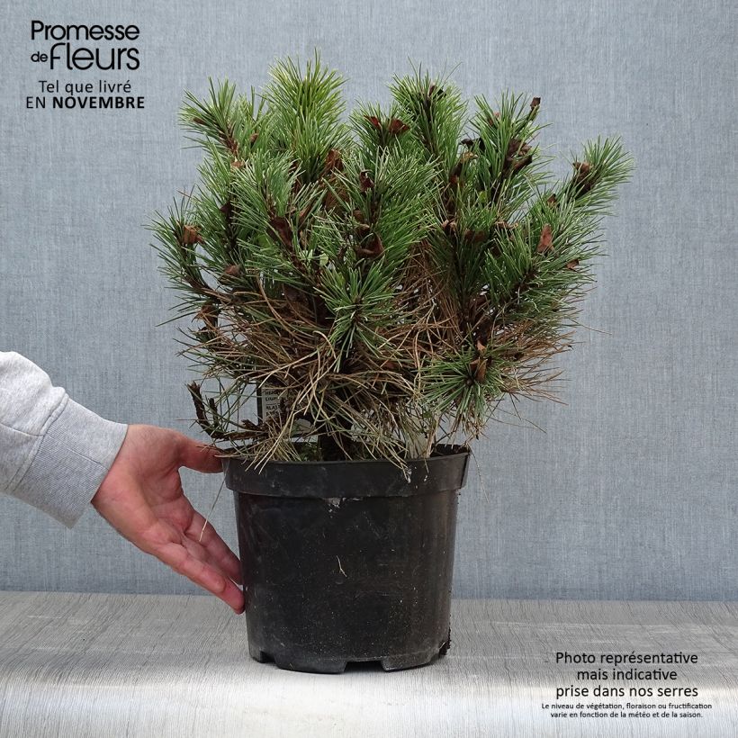 Exemplar von Pinus nigra 'Nana' - Schwarzkiefer Topf mit 7,5L/10L wie im Herbst geliefert
