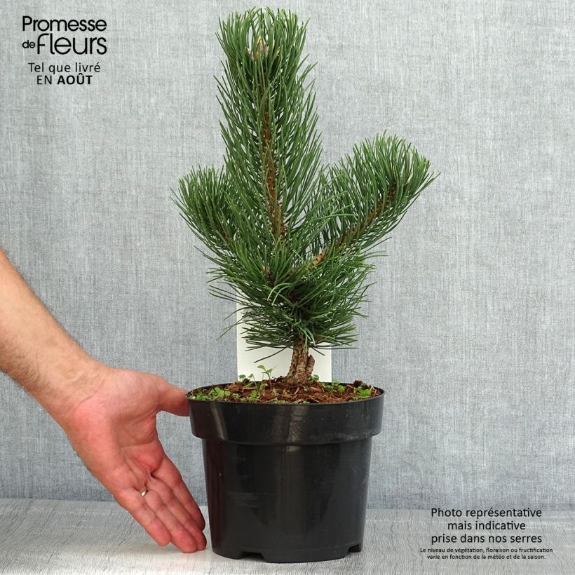 Exemplar von Pinus nigra Oregon Green - Schwarzkiefer Topf mit 2L/3L wie im Sommer geliefert