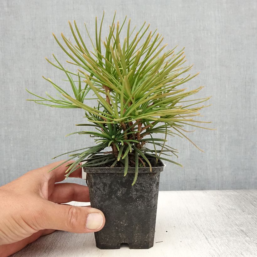 Exemplar von Sciadopitys verticillata - Japanische Schirmtanne Kleine Töpfe von 8/9 cm wie im Sommer geliefert