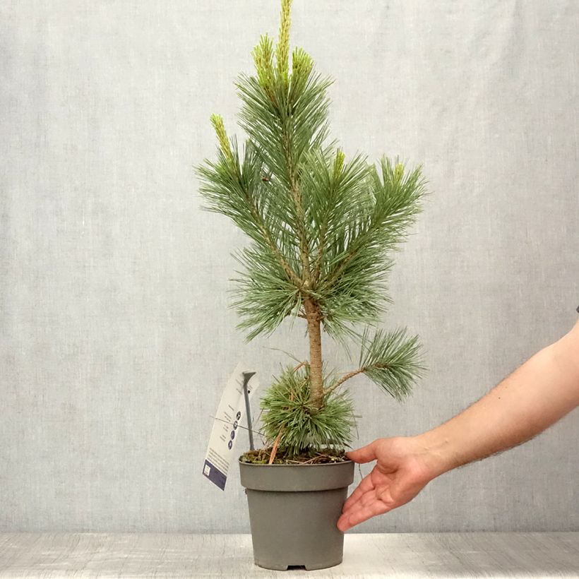 Exemplar von Pinus flexilis Vanderwolfs Pyramid - Biegsame Kiefer Topf mit 2L/3L wie im Sommer geliefert