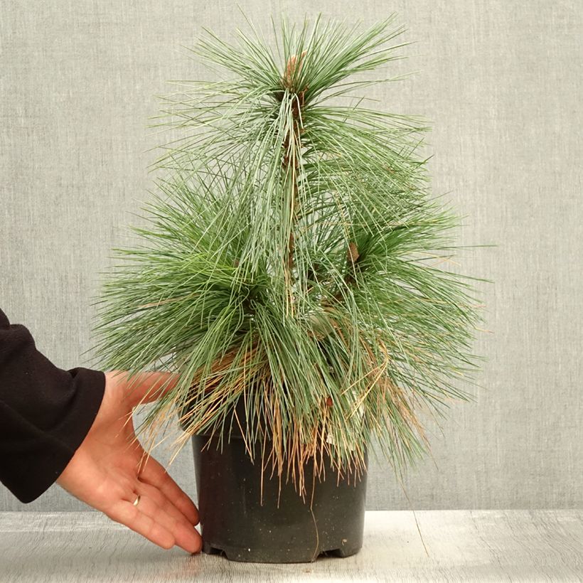 Exemplar von Pinus schwerinii Wiethorst - Zapfenkiefer Topf mit 2L/3L wie im Herbst geliefert