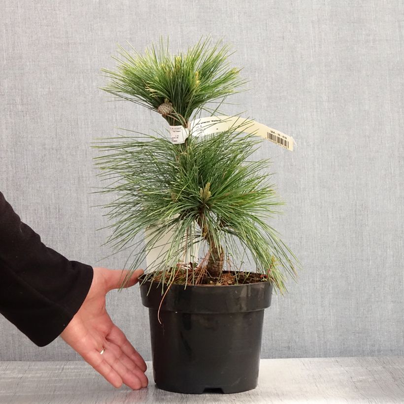 Exemplar von Pinus schwerinii Wiethorst - Zapfenkiefer Topf mit 2L/3LGelieferte Höhe ca. 20/25cm wie im Frühjahr geliefert