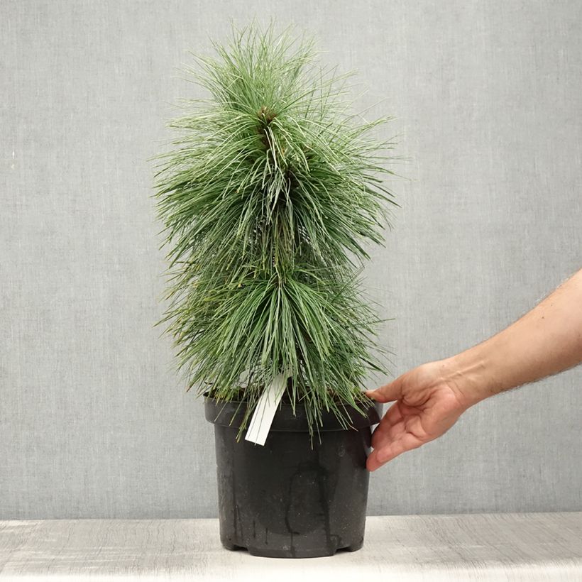 Exemplar von Pinus schwerinii Wiethorst - Zapfenkiefer Topf mit 7,5L/10L wie im Sommer geliefert