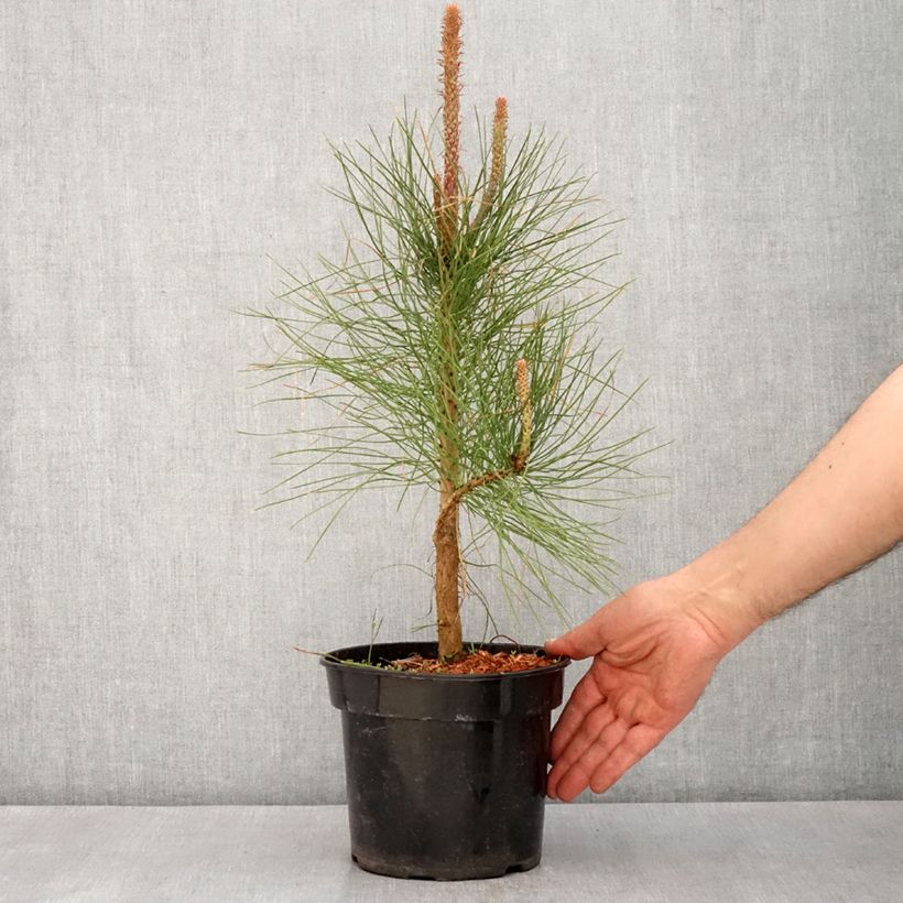 Exemplar von Pinus ponderosa - Ponderosa-Kiefer Topf mit 3L/4LGelieferte Höhe ca. 30/40cm wie im Frühjahr geliefert