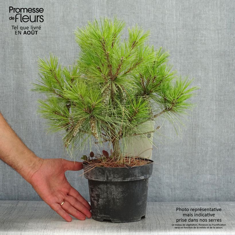 Exemplar von Pinus strobus Blue Shag - Weymouths-Kiefer Topf mit 2L/3L wie im Sommer geliefert