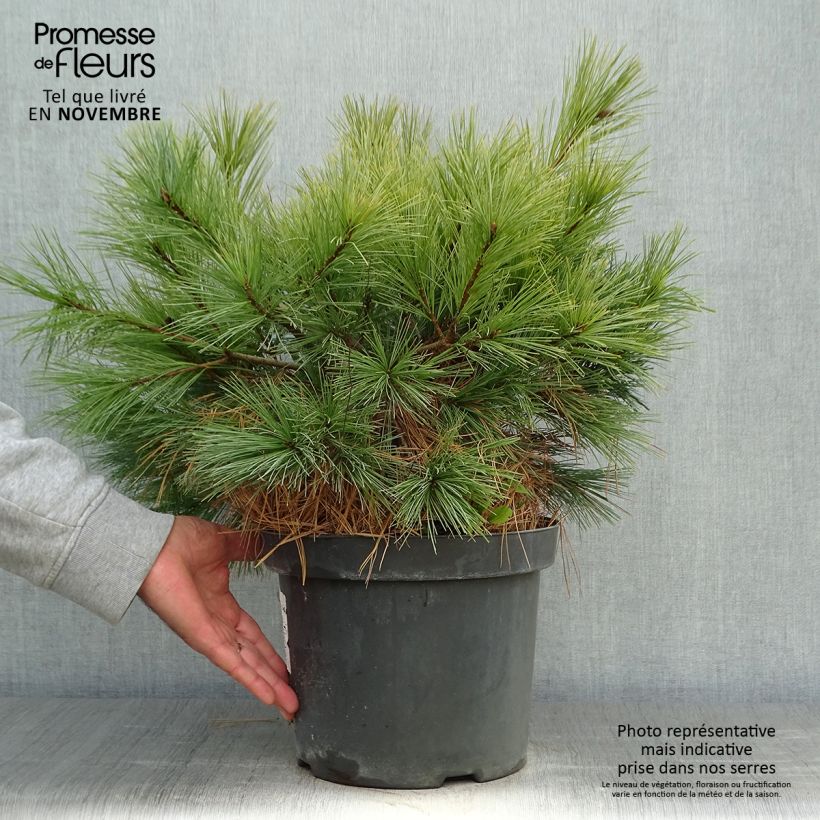 Exemplar von Pinus strobus Blue Shag - Weymouths-Kiefer Topf mit 7,5L/10L wie im Herbst geliefert