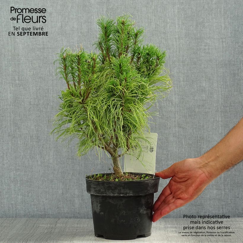 Exemplar von Pinus strobus Tiny Kurls - Weymouths-Kiefer Topf mit 2L/3L wie im Sommer geliefert