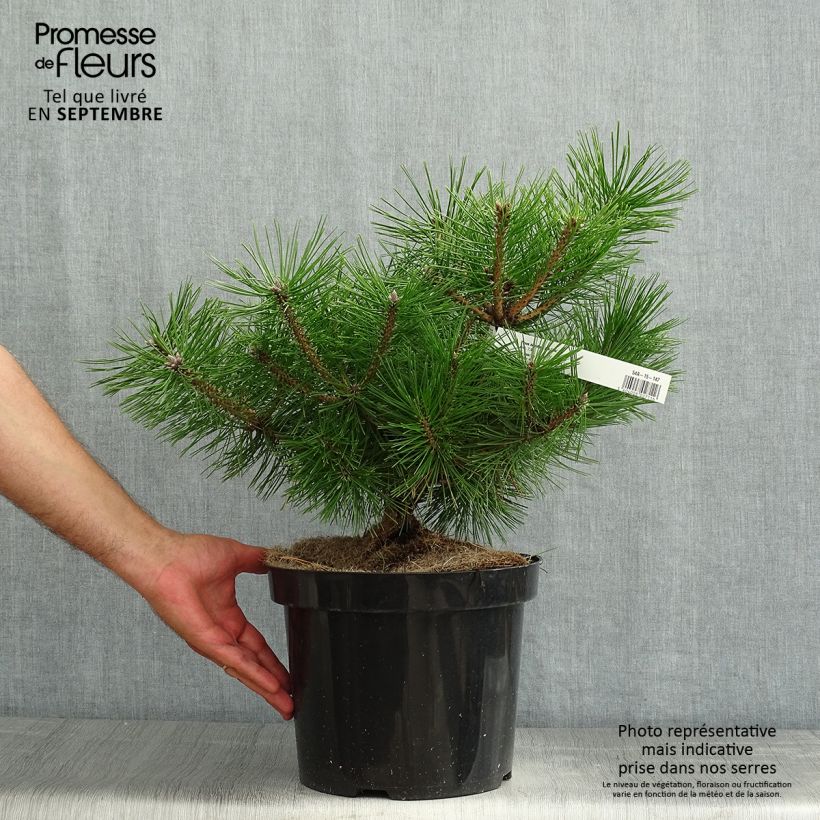 Exemplar von Pinus densiflora Jane Kluis - Japanische Kiefer Topf mit 7,5L/10L wie im Sommer geliefert