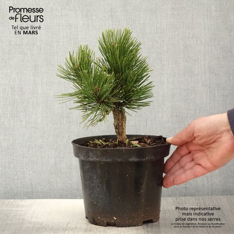 Exemplar von Pinus heldreichii Schmidtii - Schlangenhaut-Kiefer Topf mit 3L/4LGelieferte Höhe ca. 15/20cm wie im Frühjahr geliefert