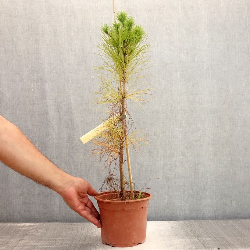 Exemplar von Pinus insignis - Monterey-Kiefer Topf mit 2L/3L wie im Sommer geliefert