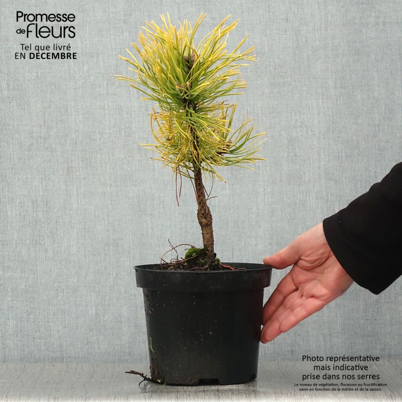 Exemplar von Pinus mugo Golden Glow - Bergkiefer Topf mit 3L/4L wie im Herbst geliefert