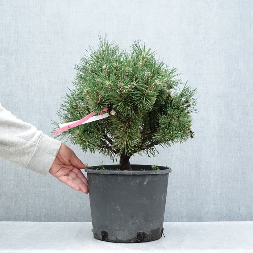 Exemplar von Pinus mugo Humpy - Bergkiefer Topf mit 7,5L/10L wie im Sommer geliefert