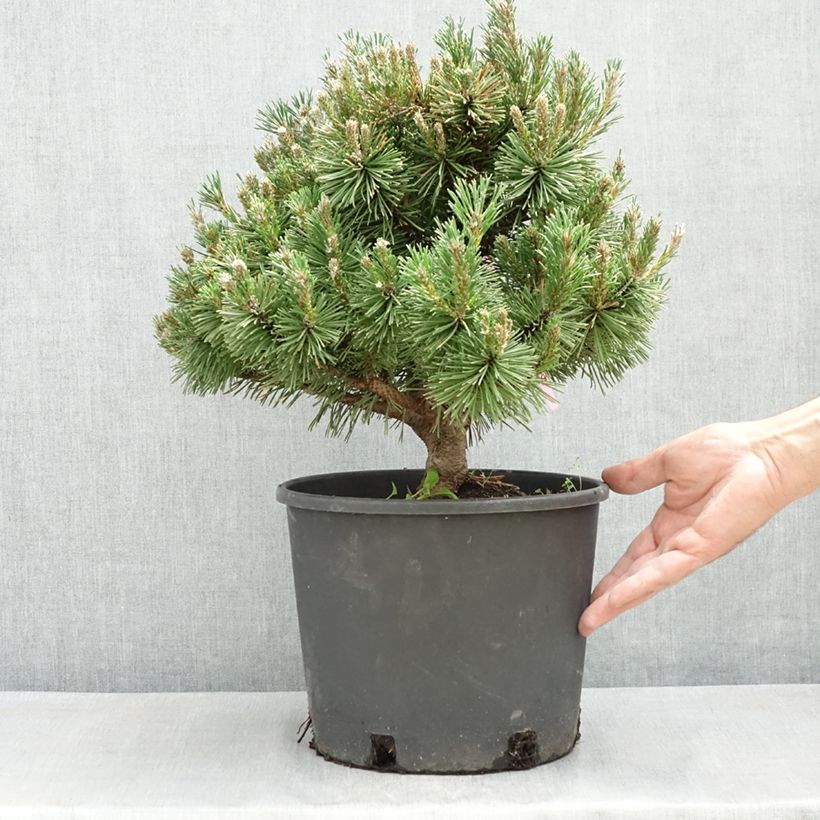 Exemplar von Pinus mugo Humpy - Bergkiefer Topf mit 7,5L/10L wie im Frühjahr geliefert