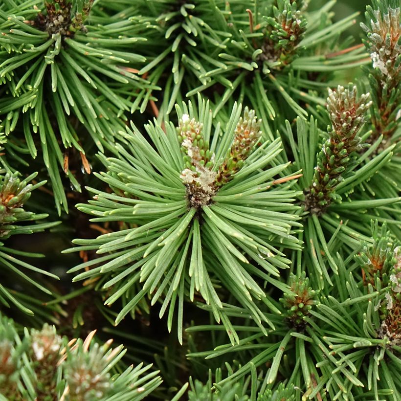 Pinus mugo Humpy - Bergkiefer (Laub)