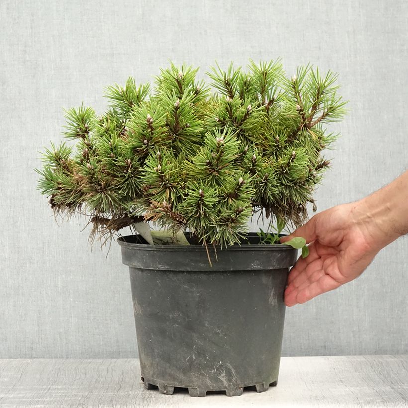 Exemplar von Pinus nigra Agnes Brégeon - Schwarzkiefer Topf mit 6L/7L wie im Sommer geliefert