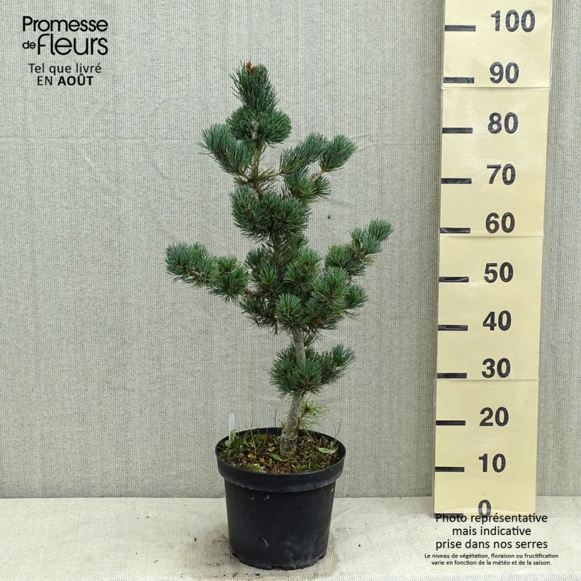 Exemplar von Pinus parviflora Azumi Goye - Mädchen-Kiefer Topf mit 7,5L/10L wie im Sommer geliefert