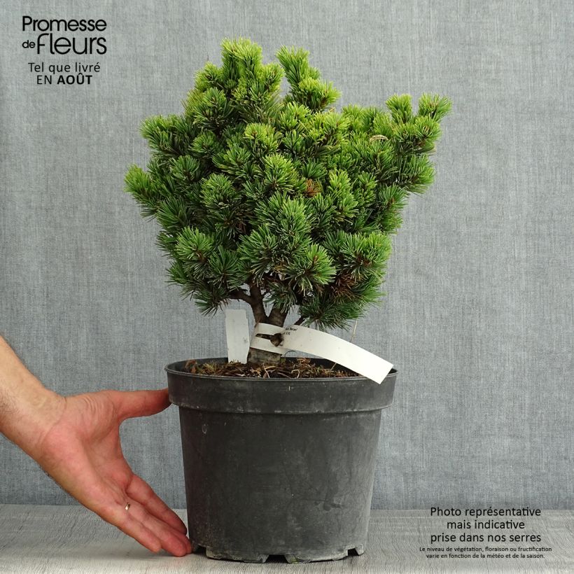 Exemplar von Pinus parviflora Beran - Mädchen-Kiefer Topf mit 4L/5L wie im Sommer geliefert