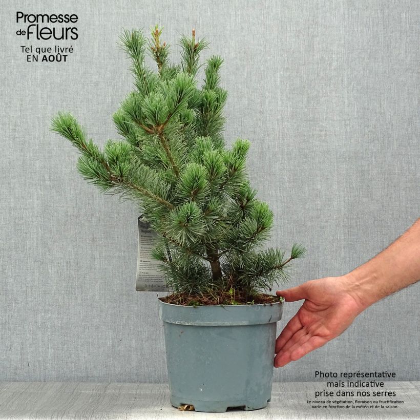 Exemplar von Pinus parviflora Negishi - Mädchen-Kiefer Topf mit 4L/5L wie im Sommer geliefert