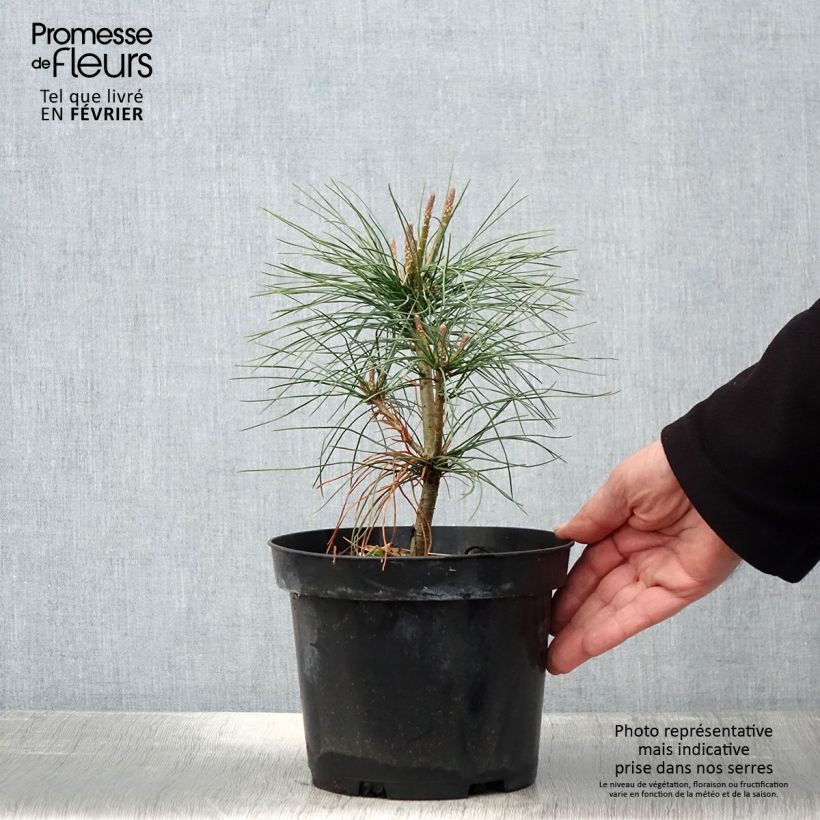 Exemplar von Pinus wallichiana - Himalaya-Kiefer Topf mit 3L/4L wie im Winter geliefert