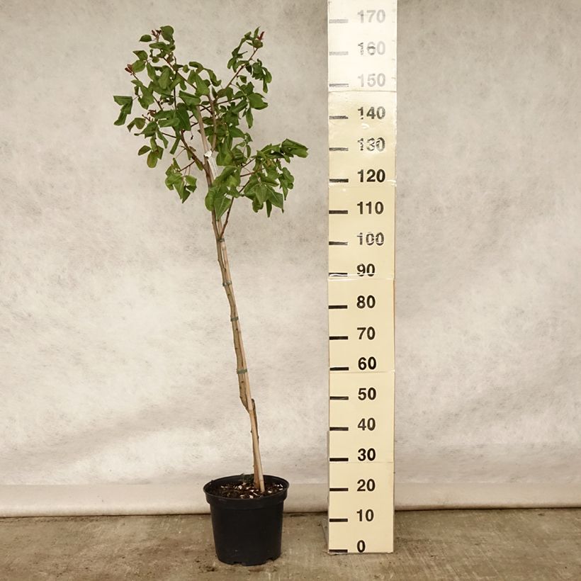 Exemplar von Echte Pistazie Kerman - Pistacia vera Topf mit 7,5L/10LGelieferte Höhe ca. 150cm wie im Sommer geliefert