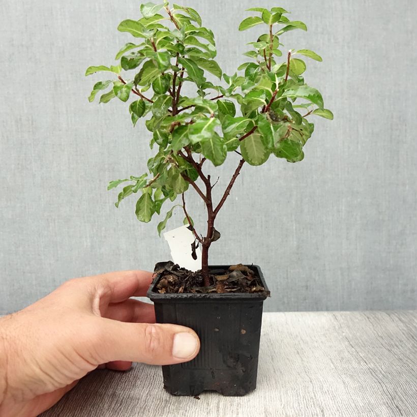 Exemplar von Pittosporum tenuifolium Brin de Soleil Kleine Töpfe von 8/9 cm wie im Sommer geliefert