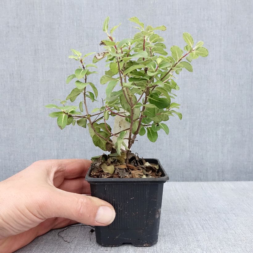 Exemplar von Pittosporum tenuifolium Brin de Soleil - Godet de 8/9 cm wie im Frühjahr geliefert