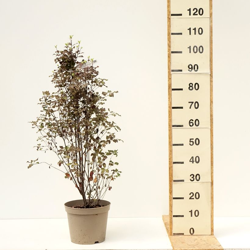 Exemplar von Pittosporum tenuifolium Dark Diva Topf mit 4L/5L wie im Sommer geliefert
