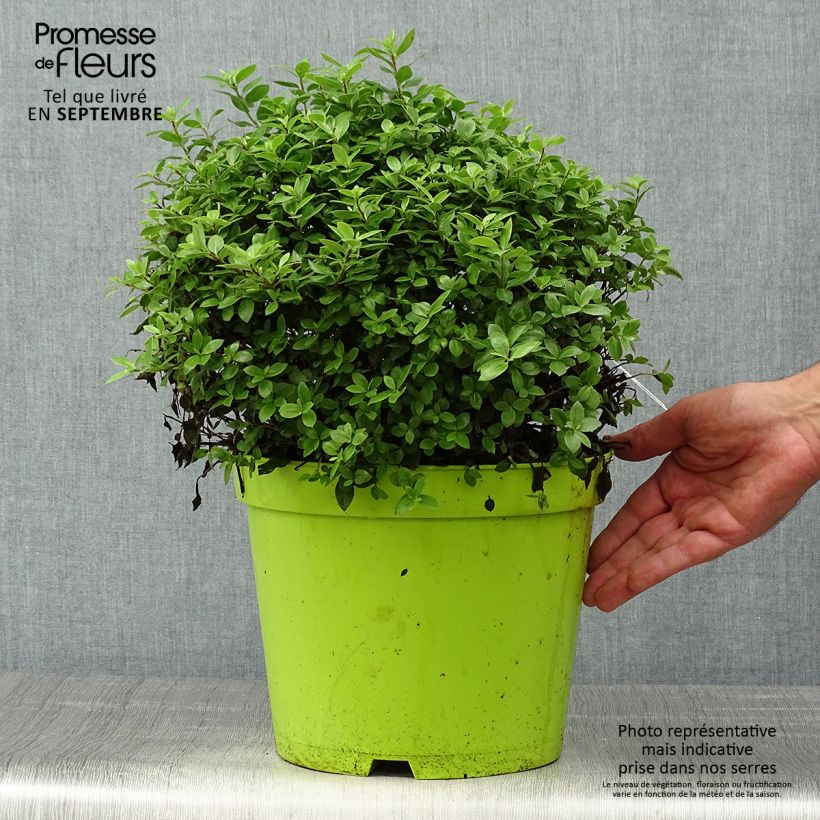 Exemplar von Pittosporum tenuifolium Golf ball Topf mit 7,5L/10L wie im Herbst geliefert